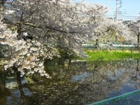 Sakura And Pond