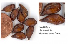 Nashi Pear Seeds