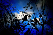 Silhouette Of Bird-light Effects