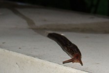 Slug With Trail