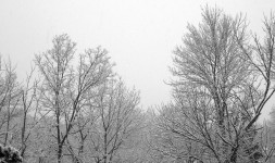 Snow-covered Trees