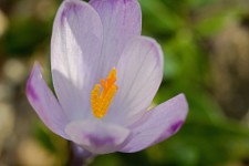 Spring Saffron