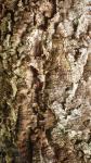 Texture - Cork Tree Bark