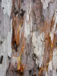 Texture - Tree Bark