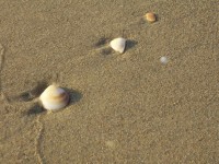 Three Shells On Beach