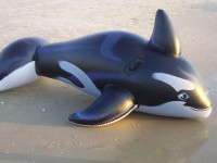 Toy Whale