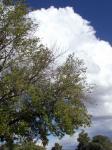 Tree And Clouds 2