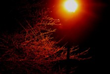 Tree And Lamp Post