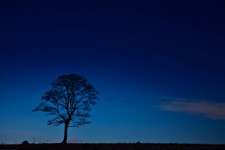 Tree Silhouette At Night