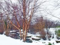 Trees And Creek In Snow