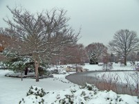 Trees Around Frozen Pond