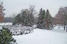 Trees In Snow