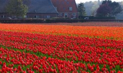 Tulip Field In Netherlands