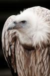Vulture Portrait