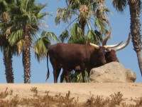 Watusi Cattle - Origin, Africa