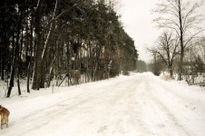 Rural Road Near Lublin