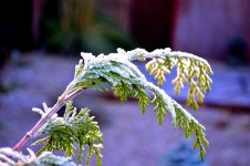 Winter Twig