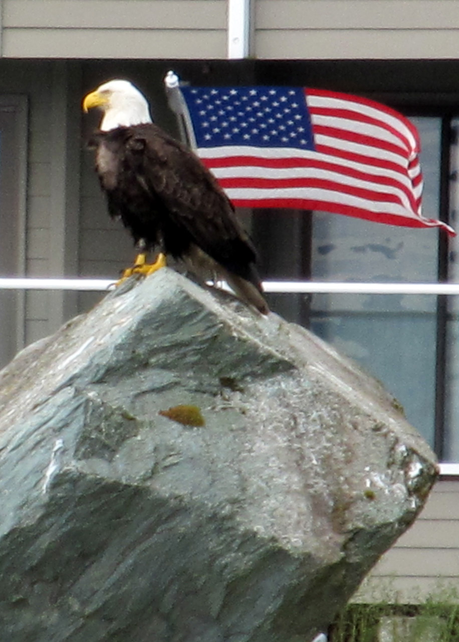 Bald eagle sitting in front of an American flag