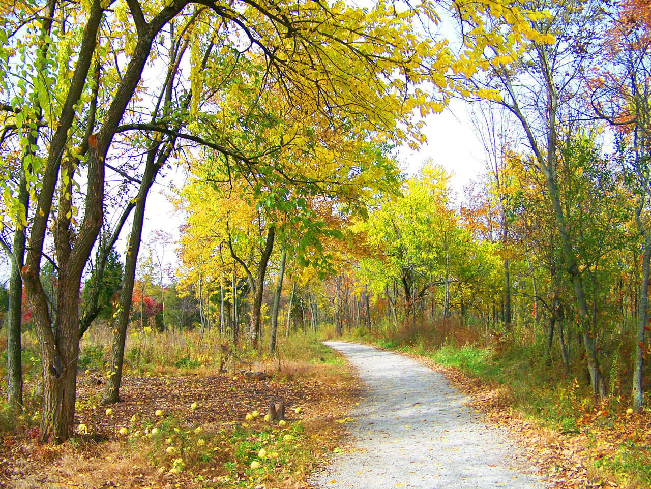 Path running through autumn woods