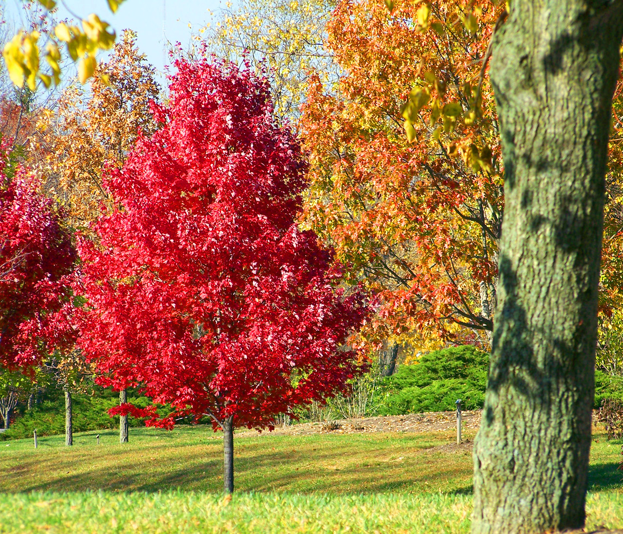 Colored leaves on trees in the fall