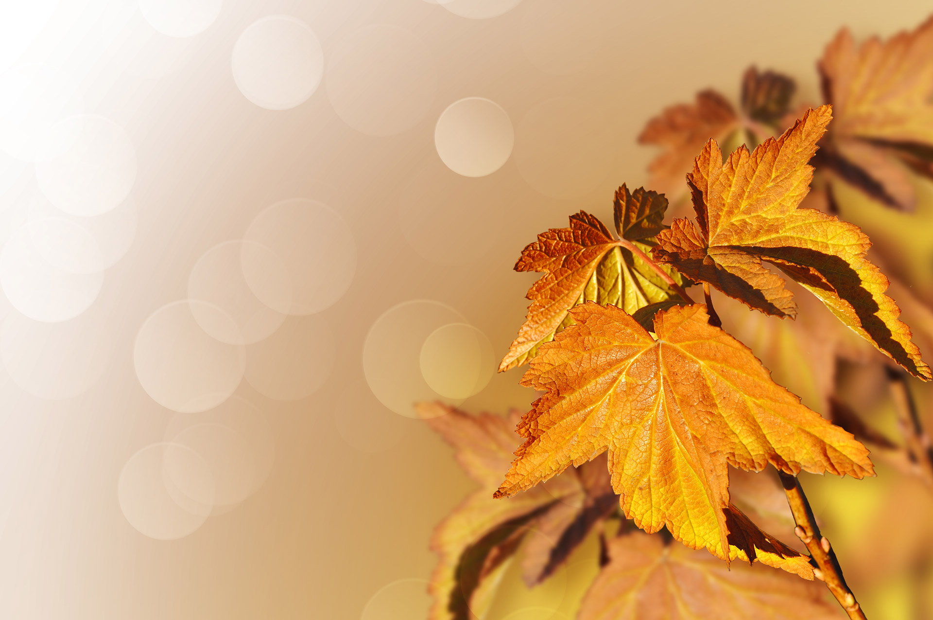 Background with beautiful autumn leaves. Autumn background.
