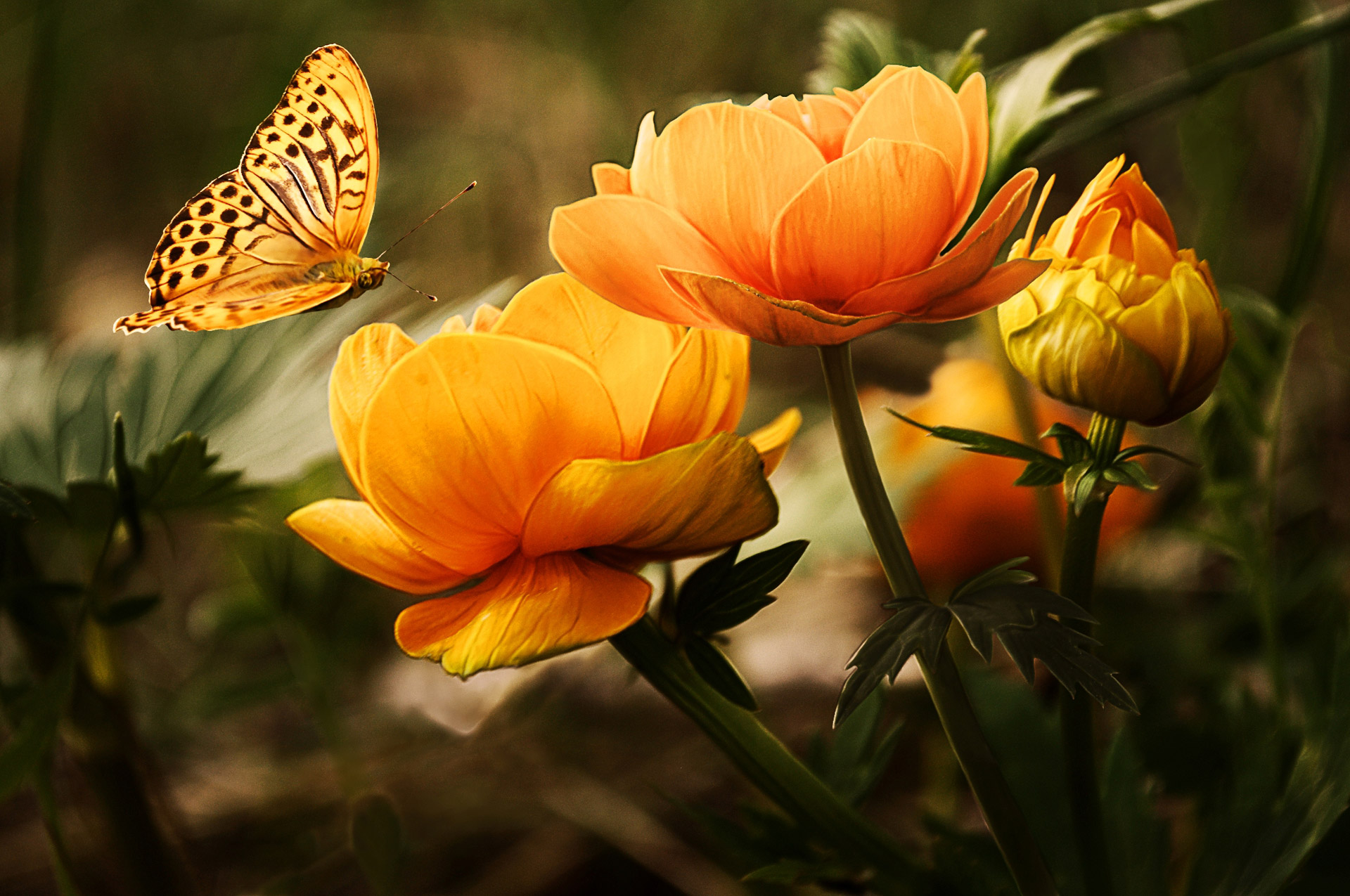 Background with flower and butterflies.