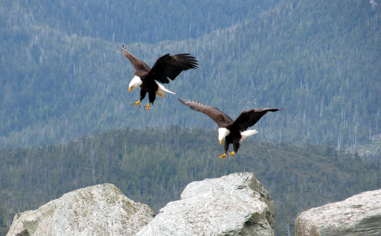 Bald Eagles Landing