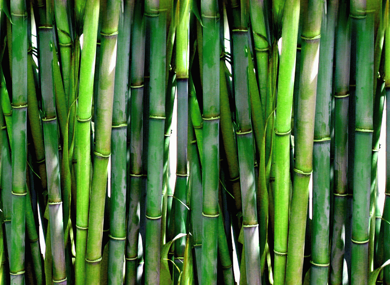 A forest of bamboo