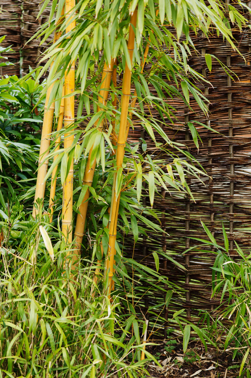 Bamboo At Garden