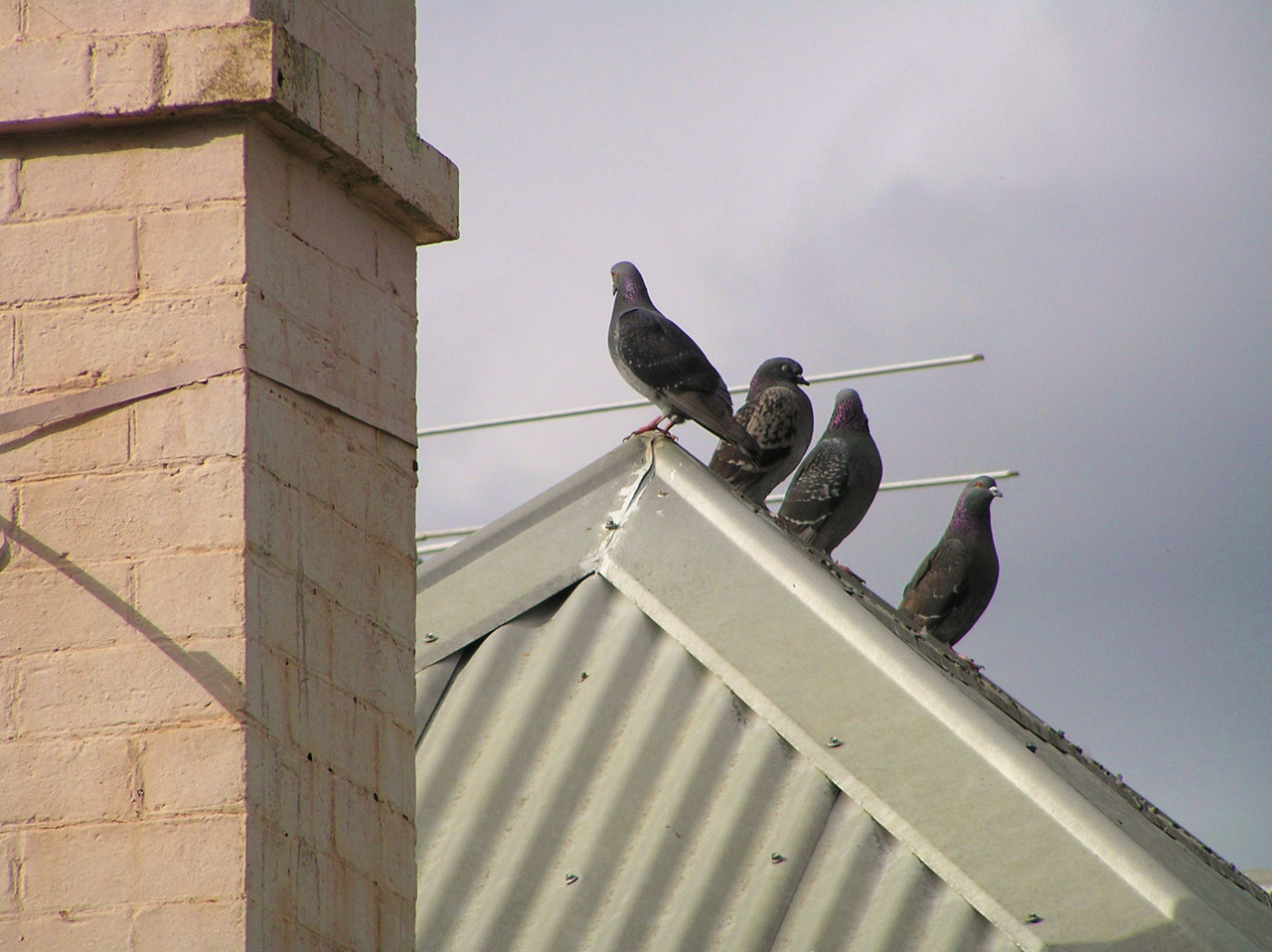 Pigeons on a tin roof with chimney plus cloudy sky