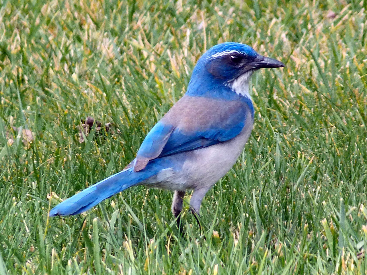 Bluebird on grass