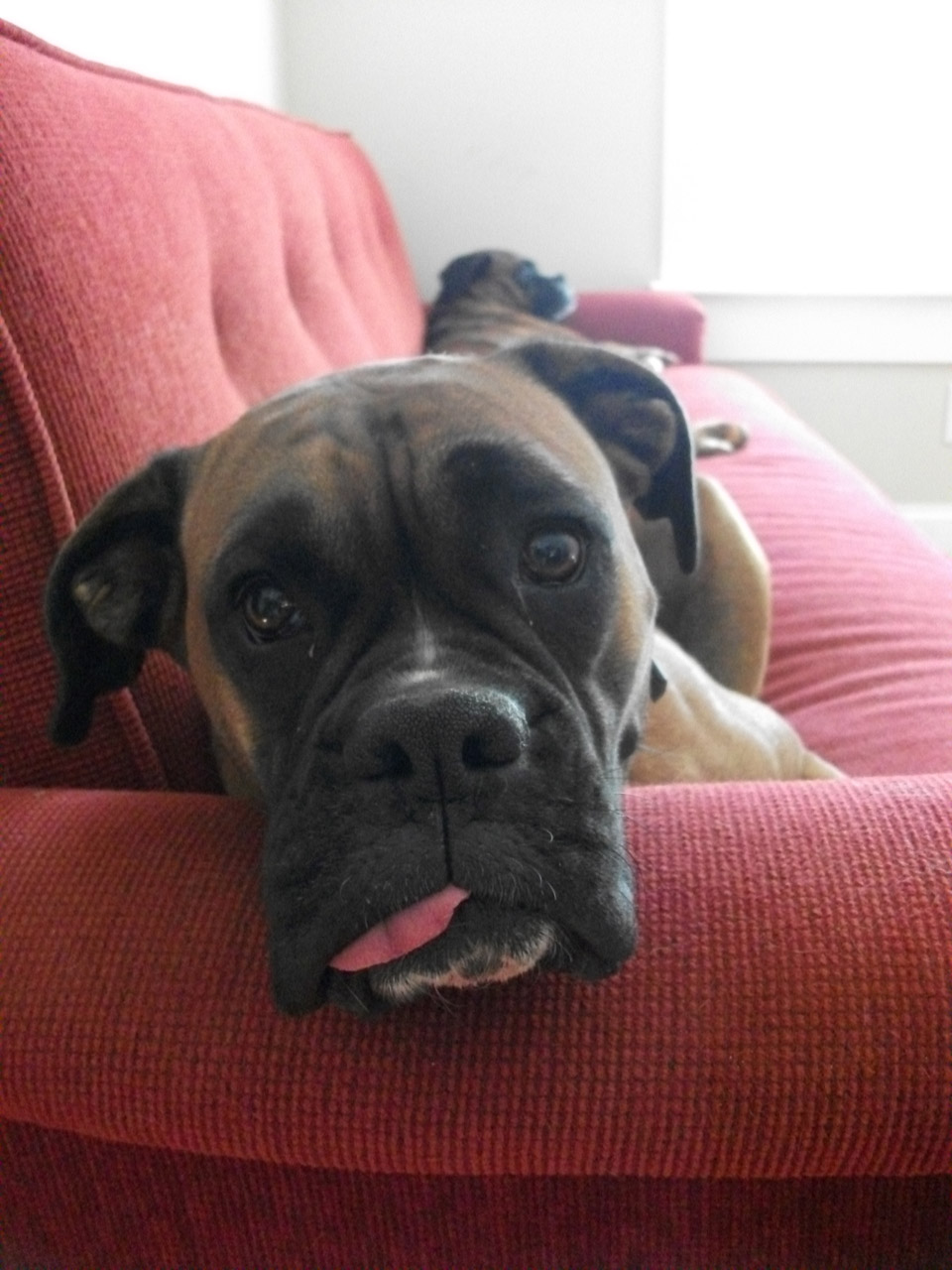 boxer dog with tongue hanging out