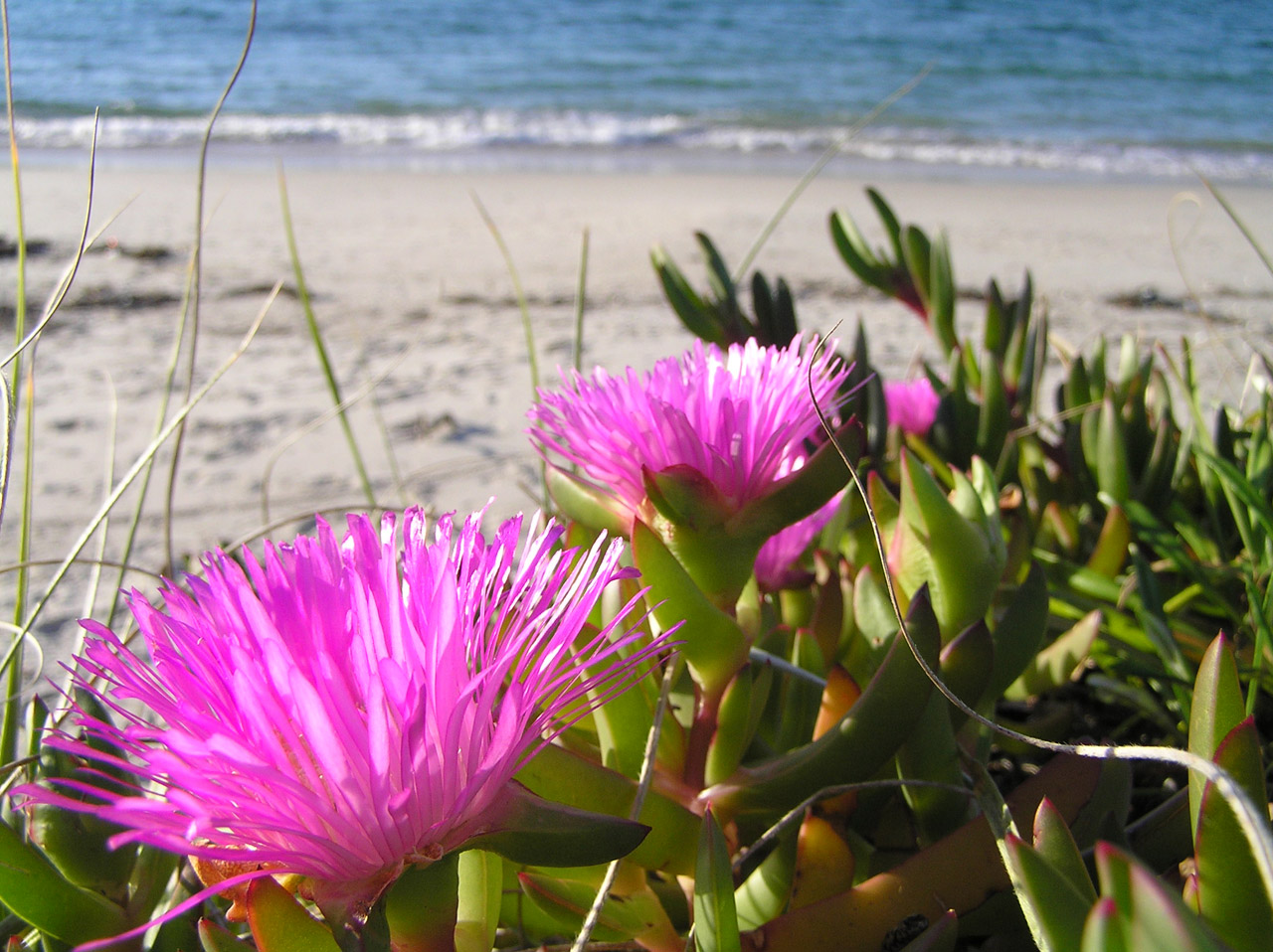 Bright pink flowers with sand and water in background