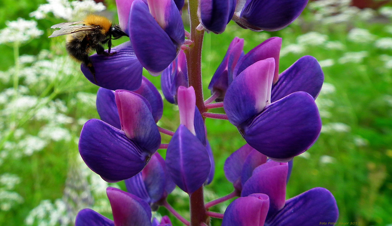 Bumblebee on a Blue Lupine