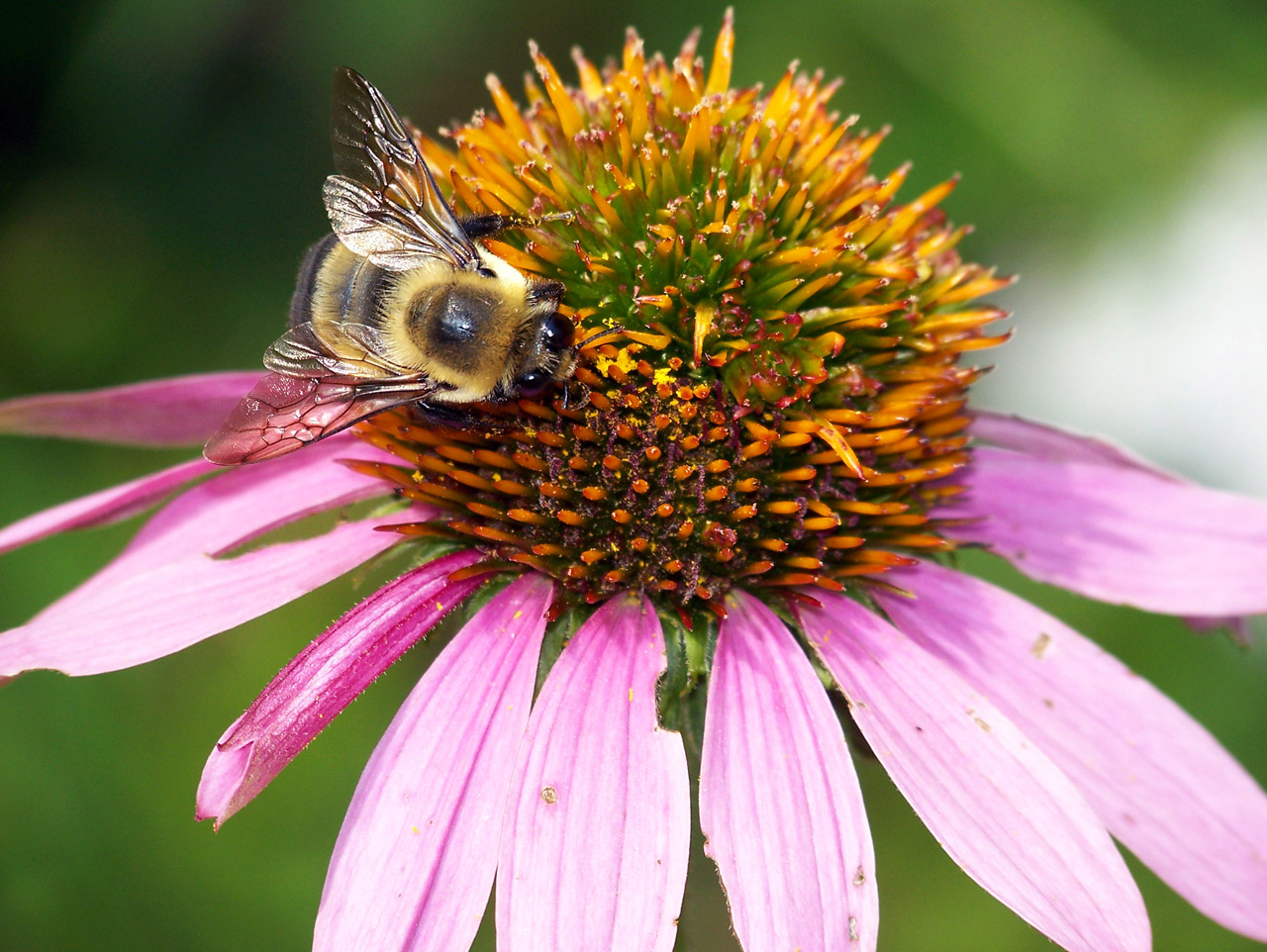 A bumblebee on a pink coneflower