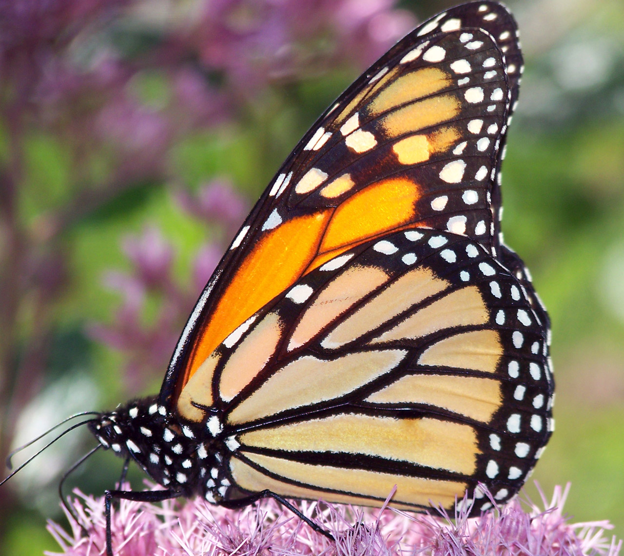 A monarch butterfly on a pink flower