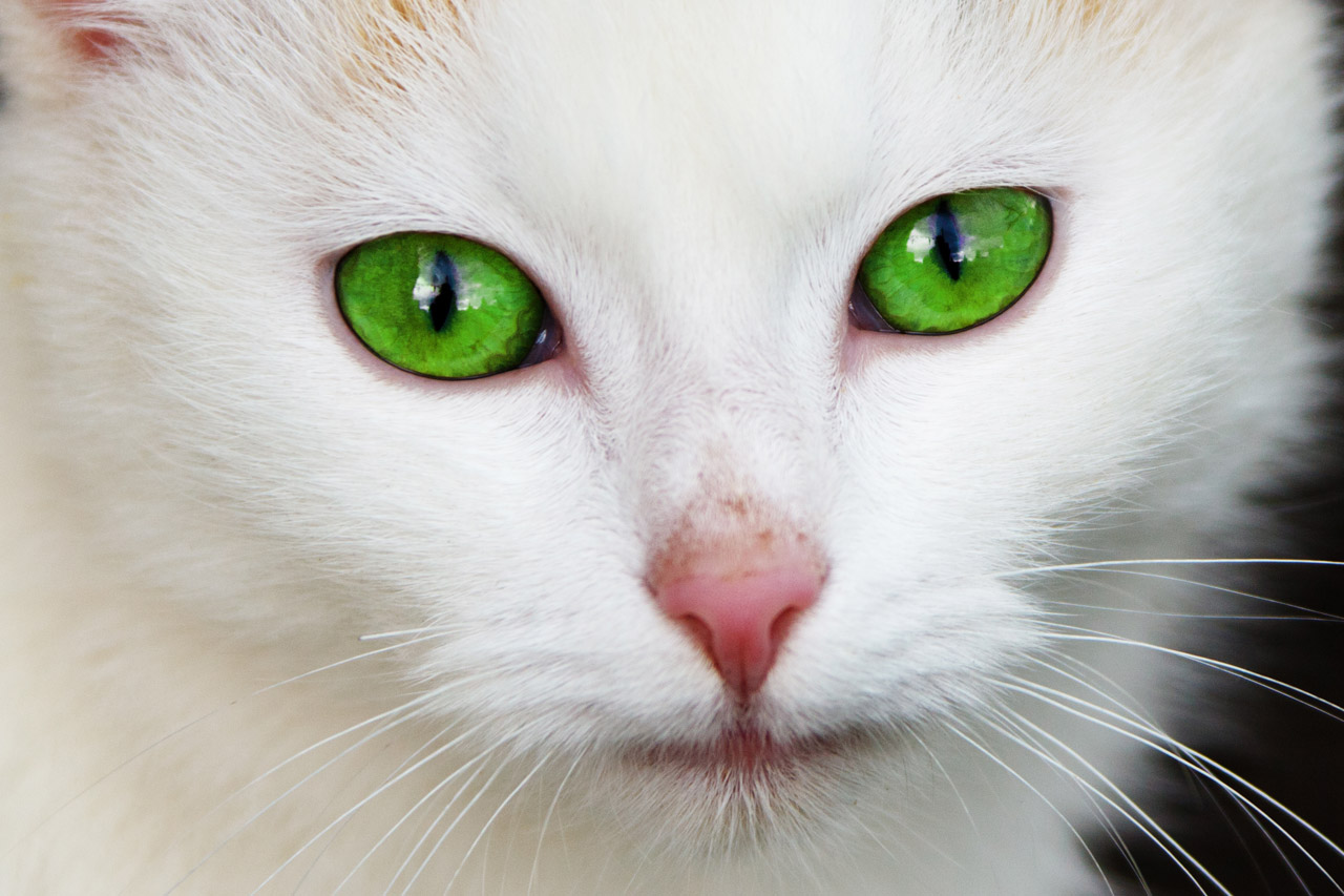 white cat with very green eyes