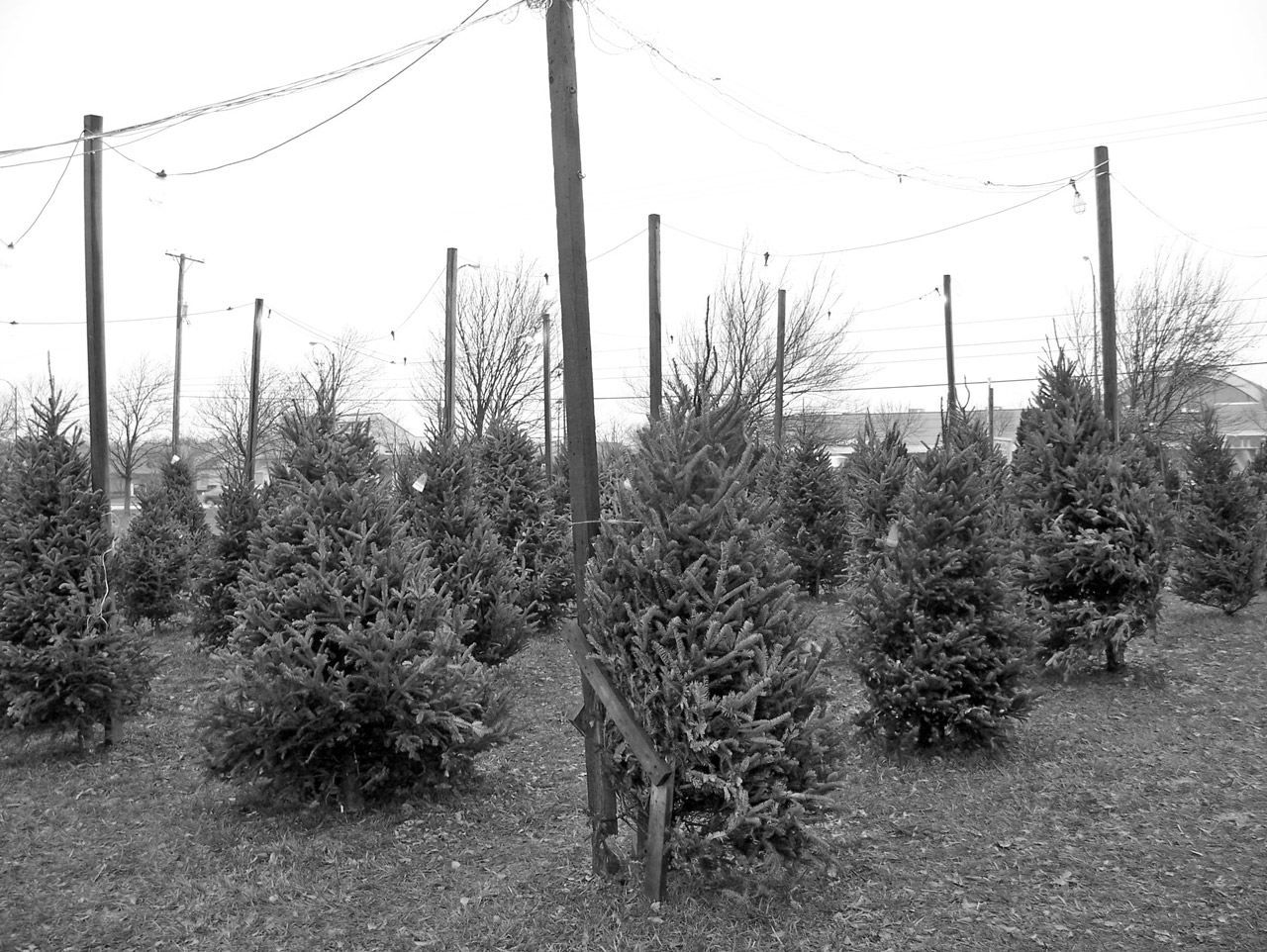 Christmas Tree Lot
