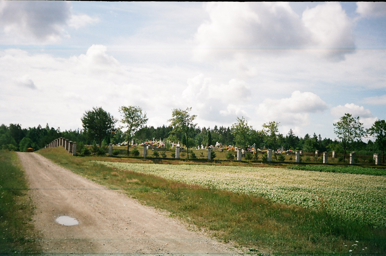 Cemetery Beech Bilgoraj
