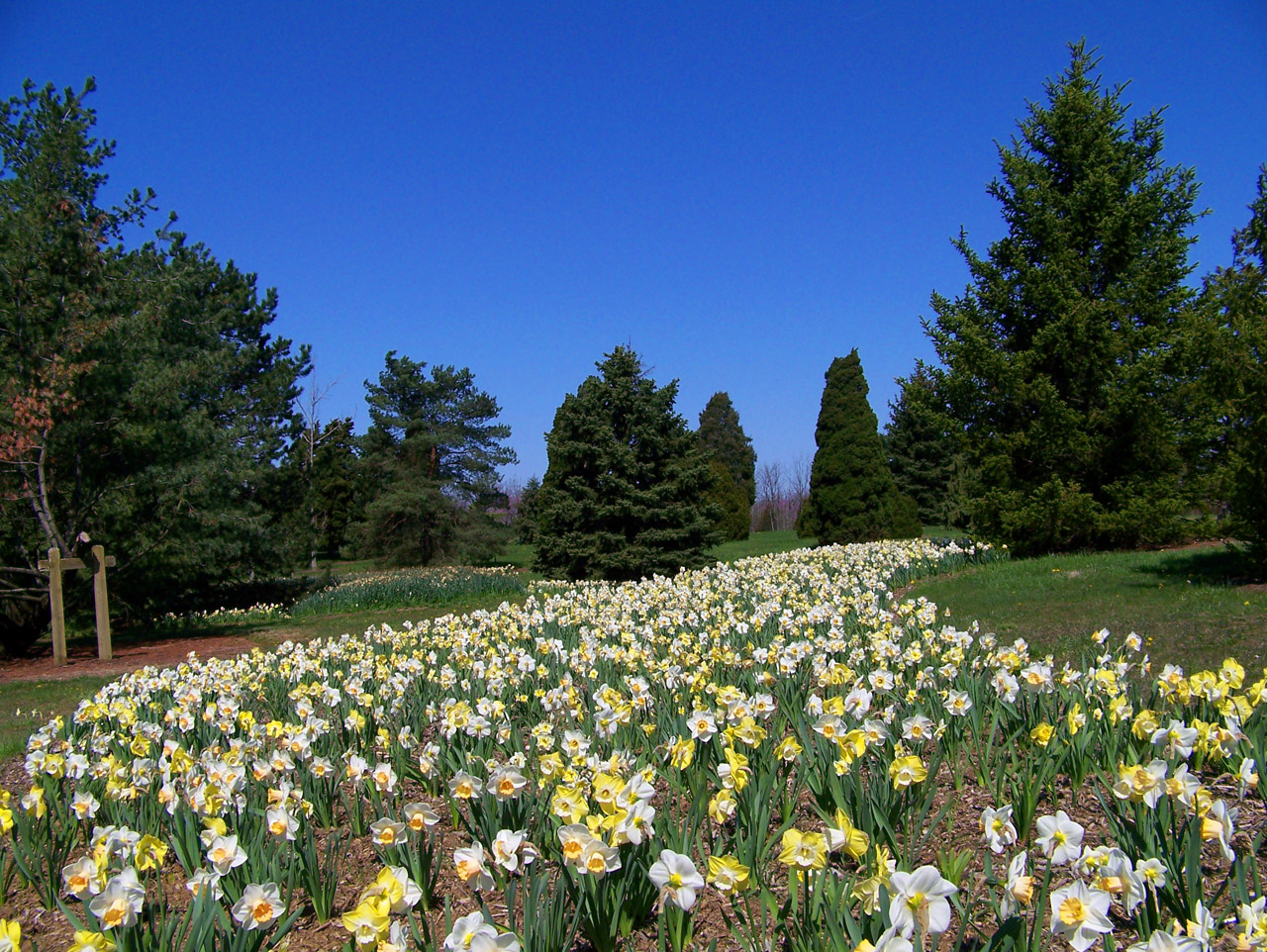Daffodils and evergreen trees in a park