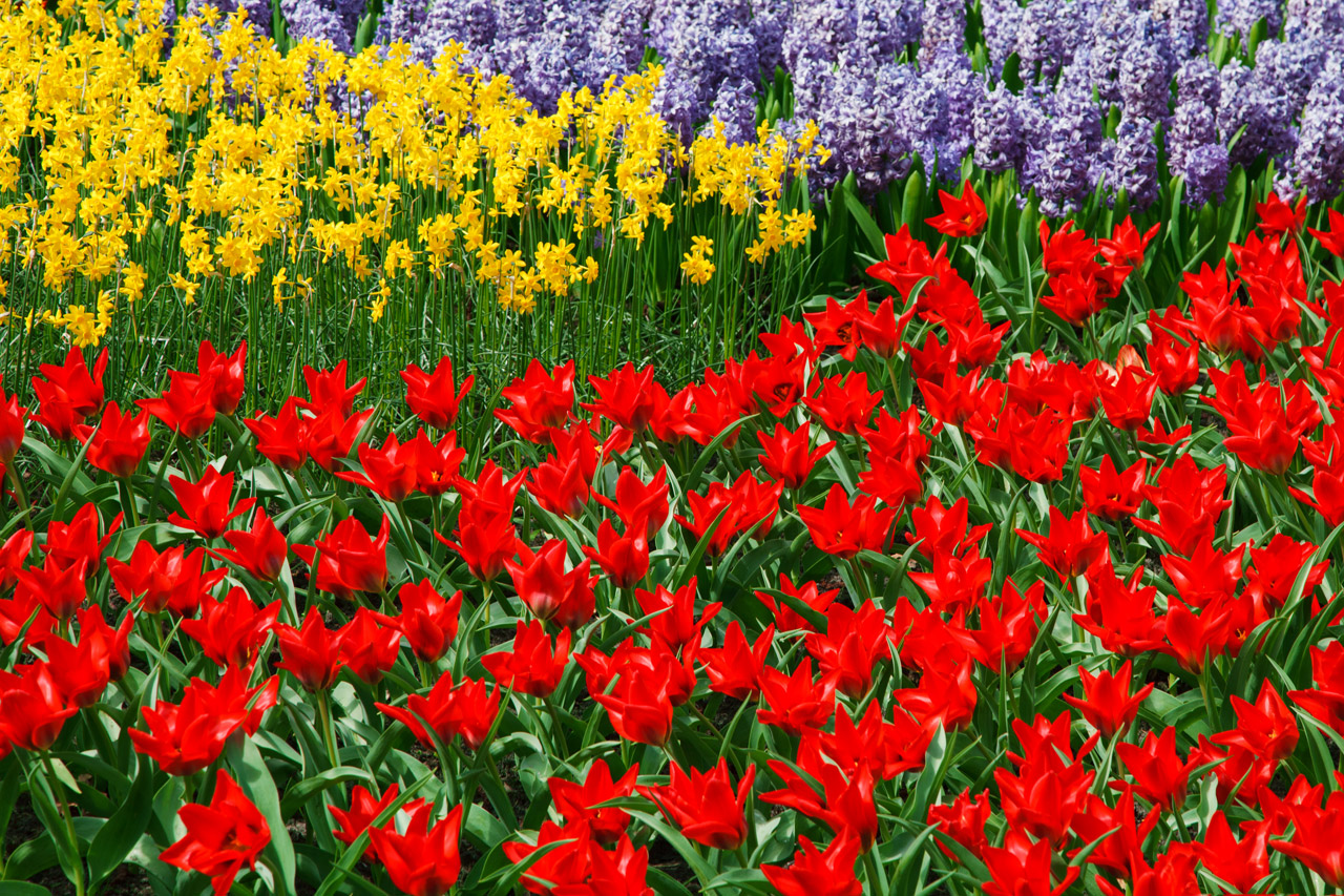 Daffodils, Tulips And Hyacinths