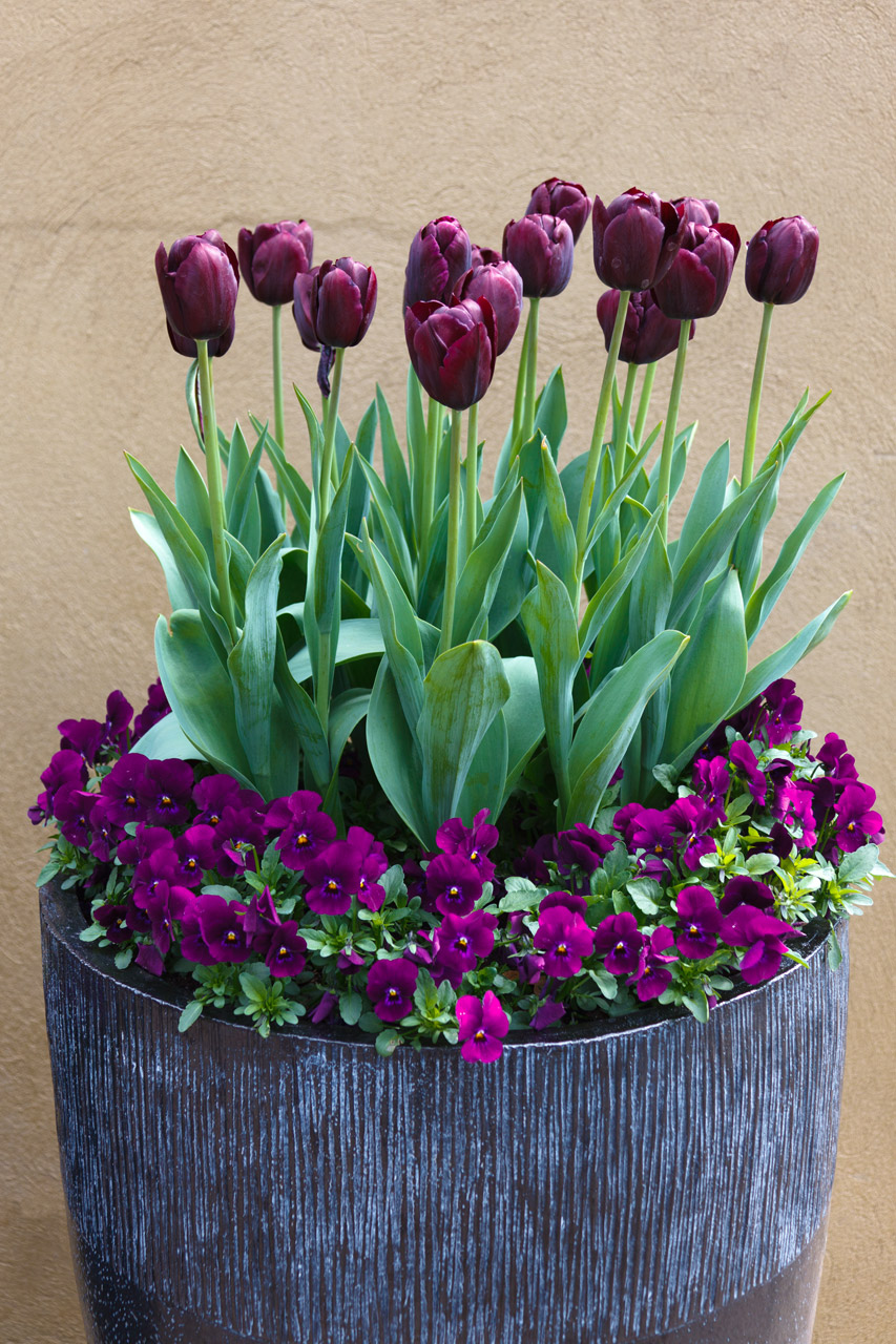 Deep Purple Flowers In A Pot
