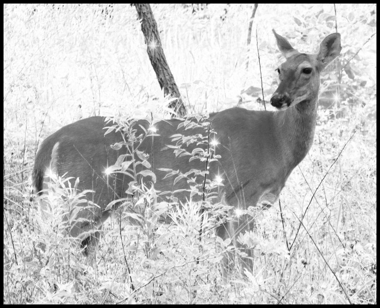 Deer In Sparklewoods