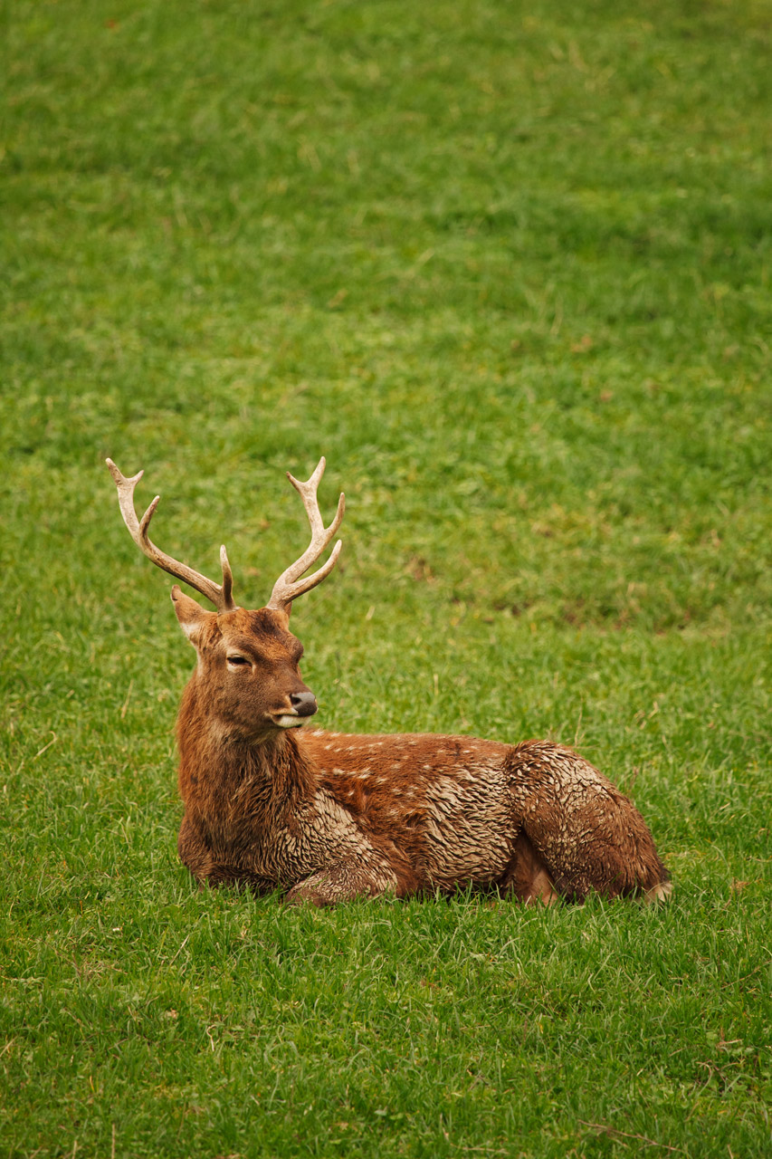 Deer On Grass