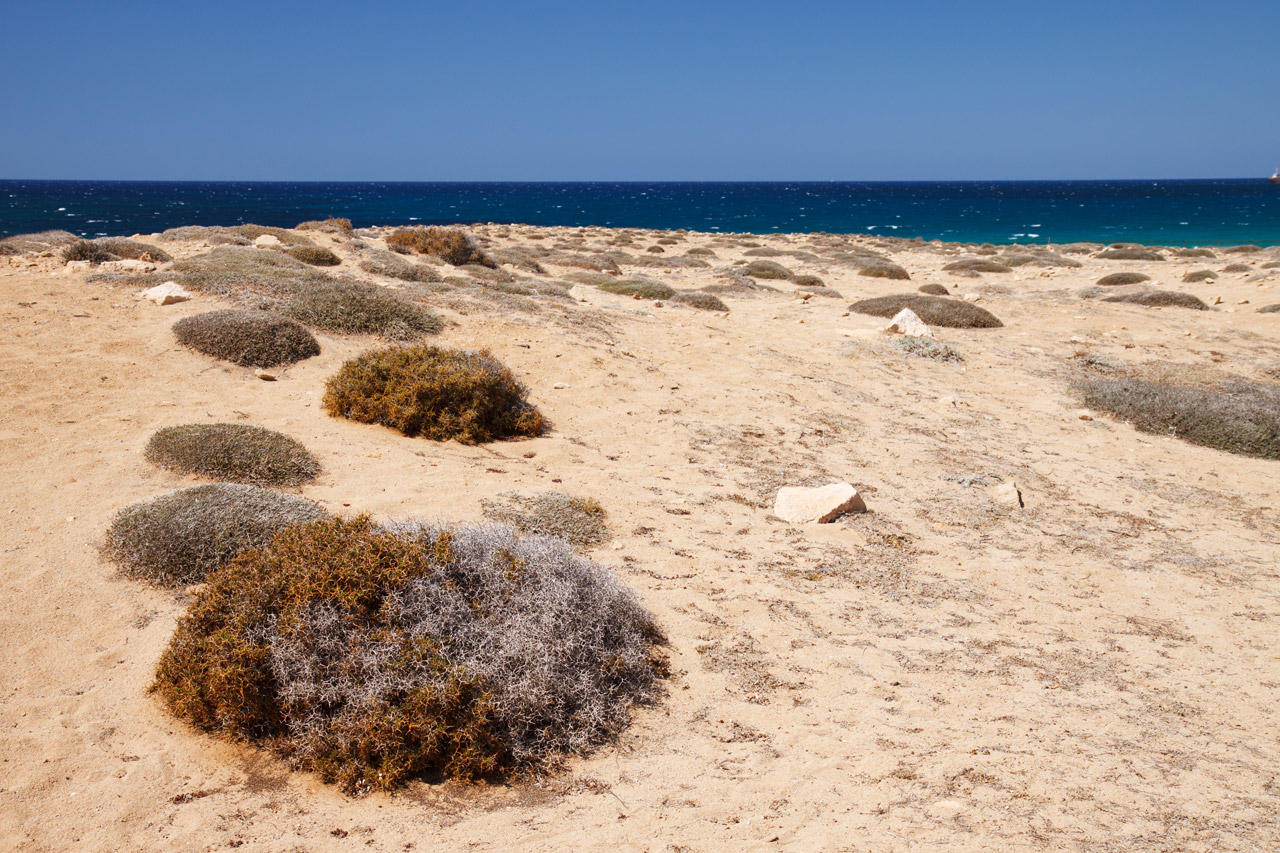 sandy coast with dry plants and blue ocean in the background