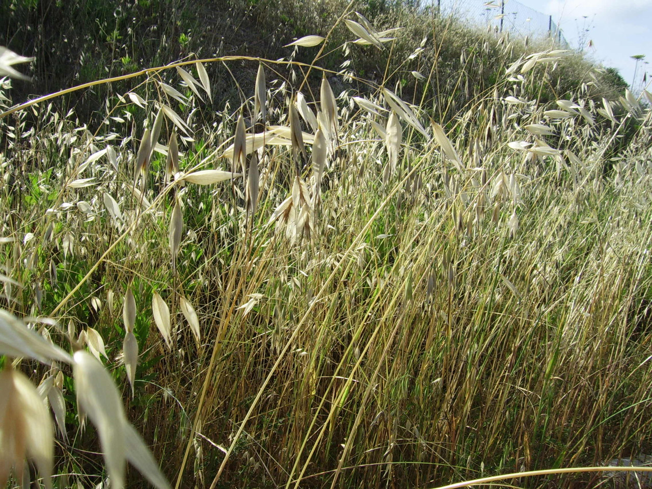 Dry Grasses