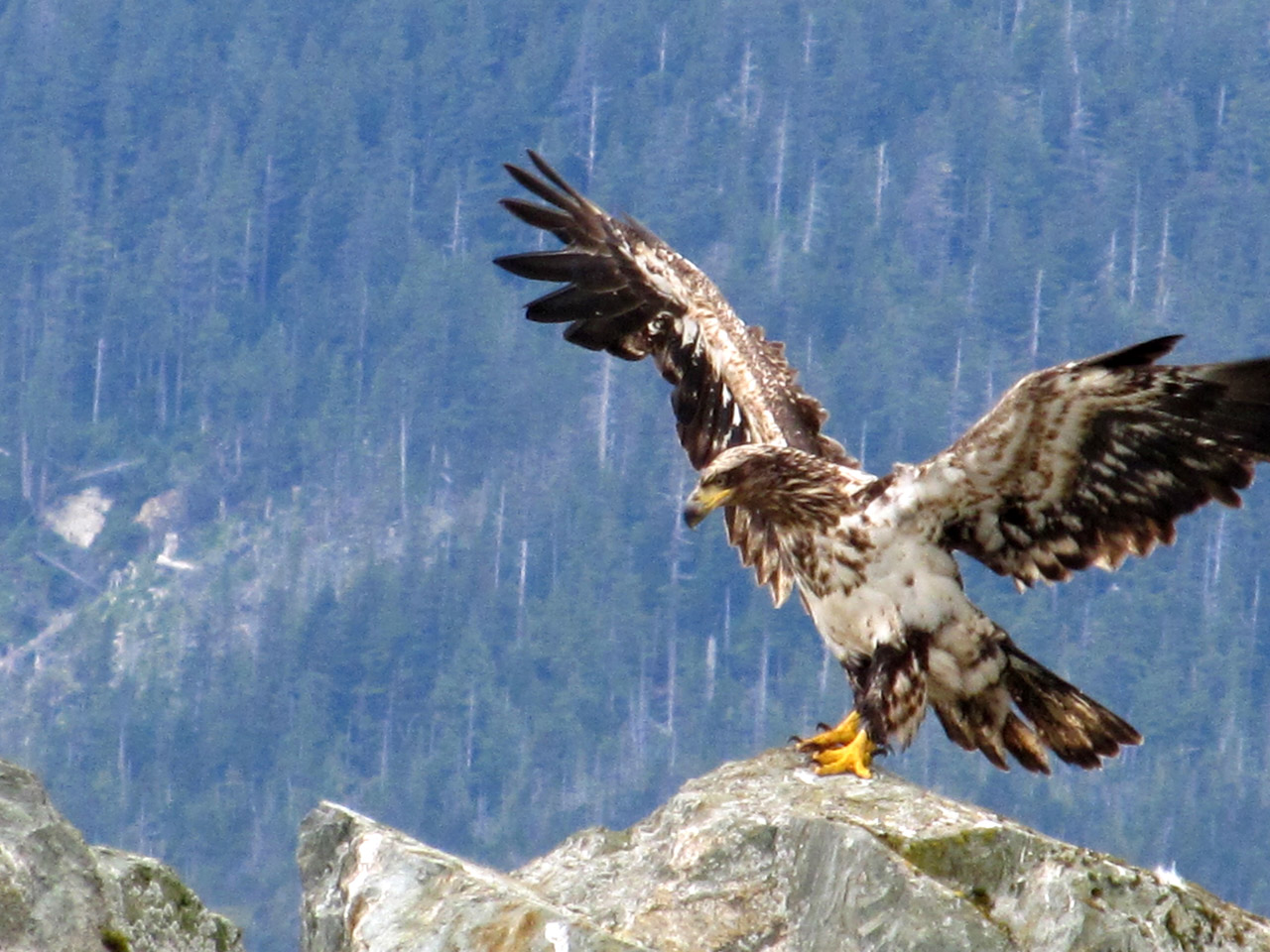 A juvenile bald eagle landing on a rock