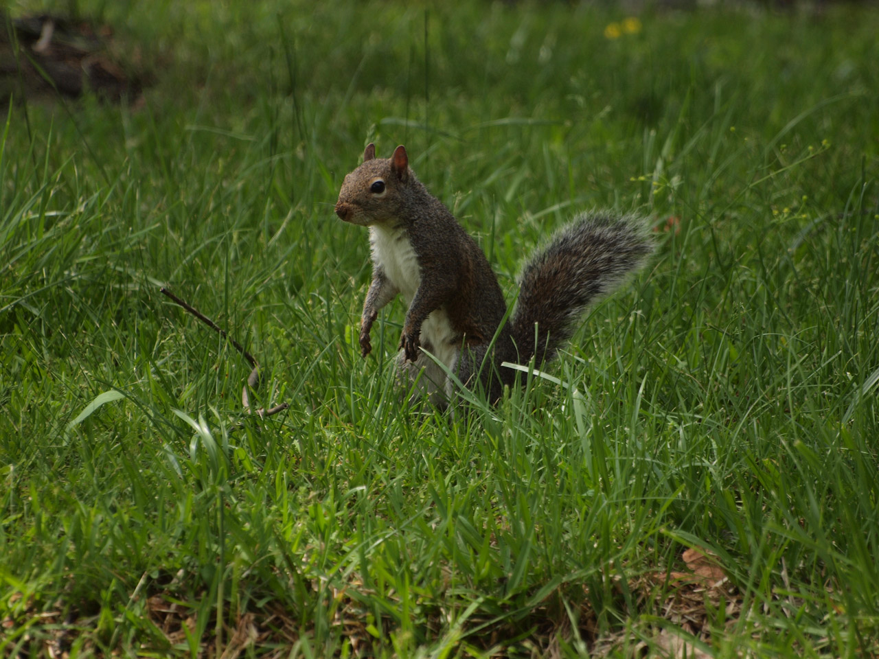 Eastern Gray Squirrel - Scirus carolinensis