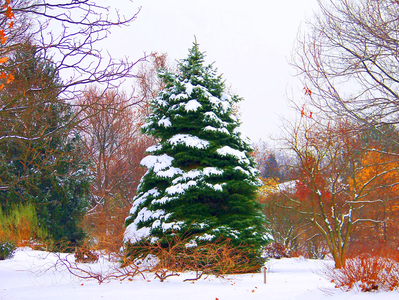 Evergreen tree covered with snow