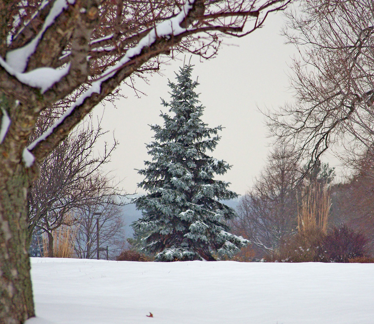 An evergreen tree in snow